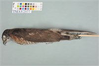 鳳頭蒼鷹藏品圖，第5張